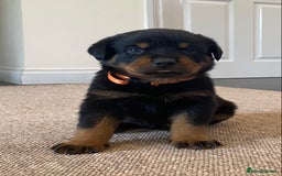 Rottweiler dogs for sale: Champion Bloodline Rottweilers - Image 31