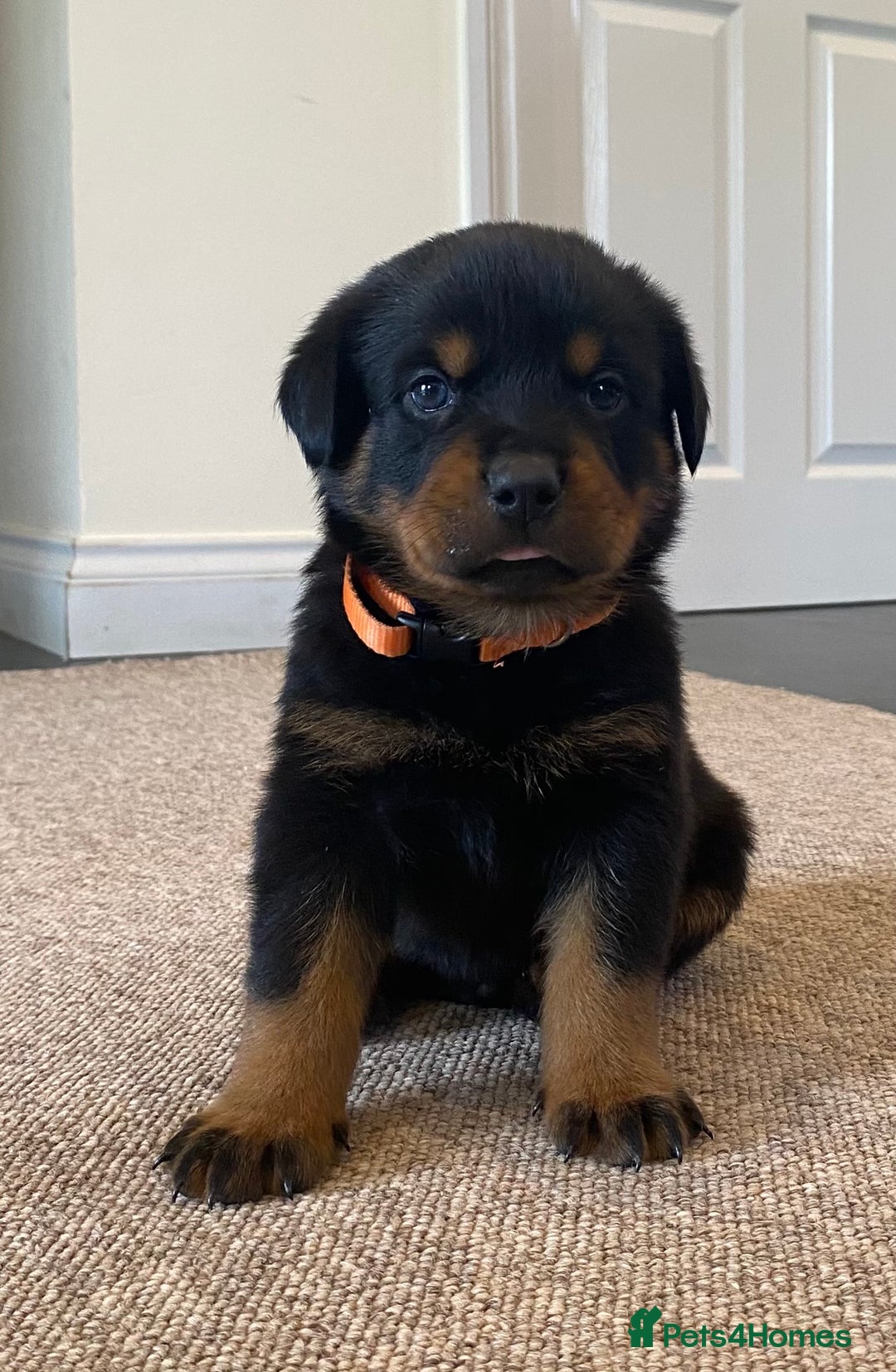 Rottweiler dogs for sale: Champion Bloodline Rottweilers - Image 31