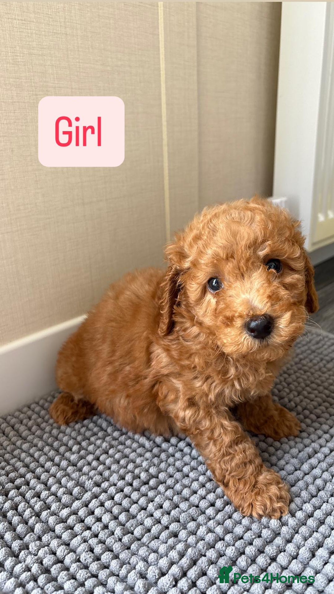 Cockapoo dogs for sale: 6 stunning cockapoo puppies  - Image 8