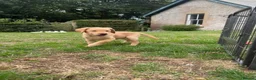 Labrador Retriever dogs for sale: Beautiful Labradors  - Advert 13