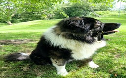 Caucasian Shepherd Dog dogs for sale: Caucasian Shepherd  - Advert 10