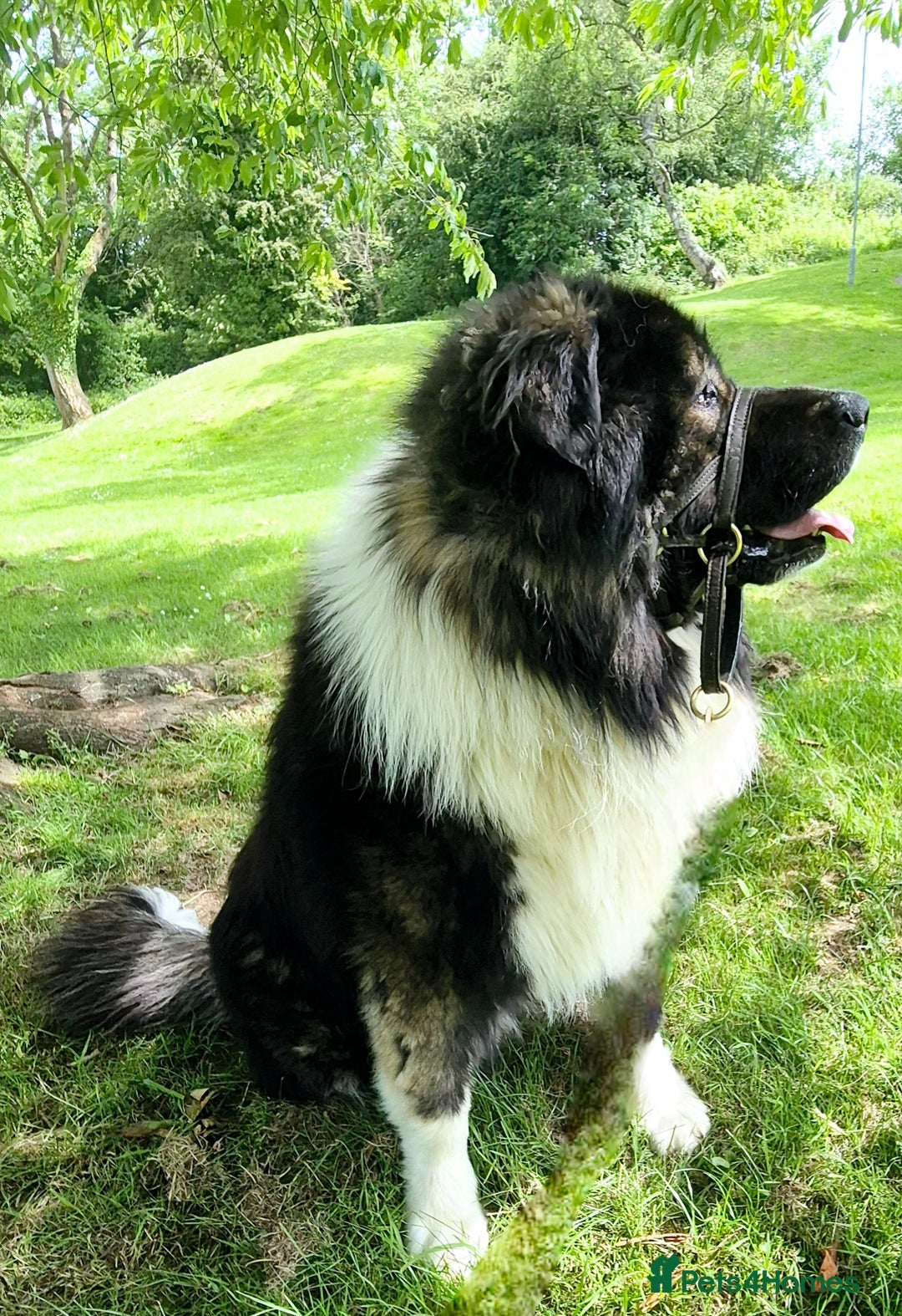 Caucasian Shepherd Dog dogs for sale: Caucasian Shepherd  - Advert 10
