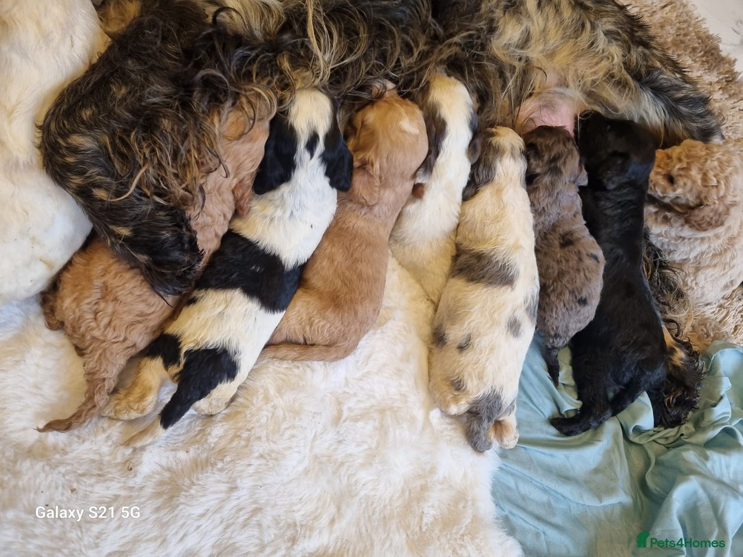 Cockapoo dogs for sale: Cockapoos - Image 4