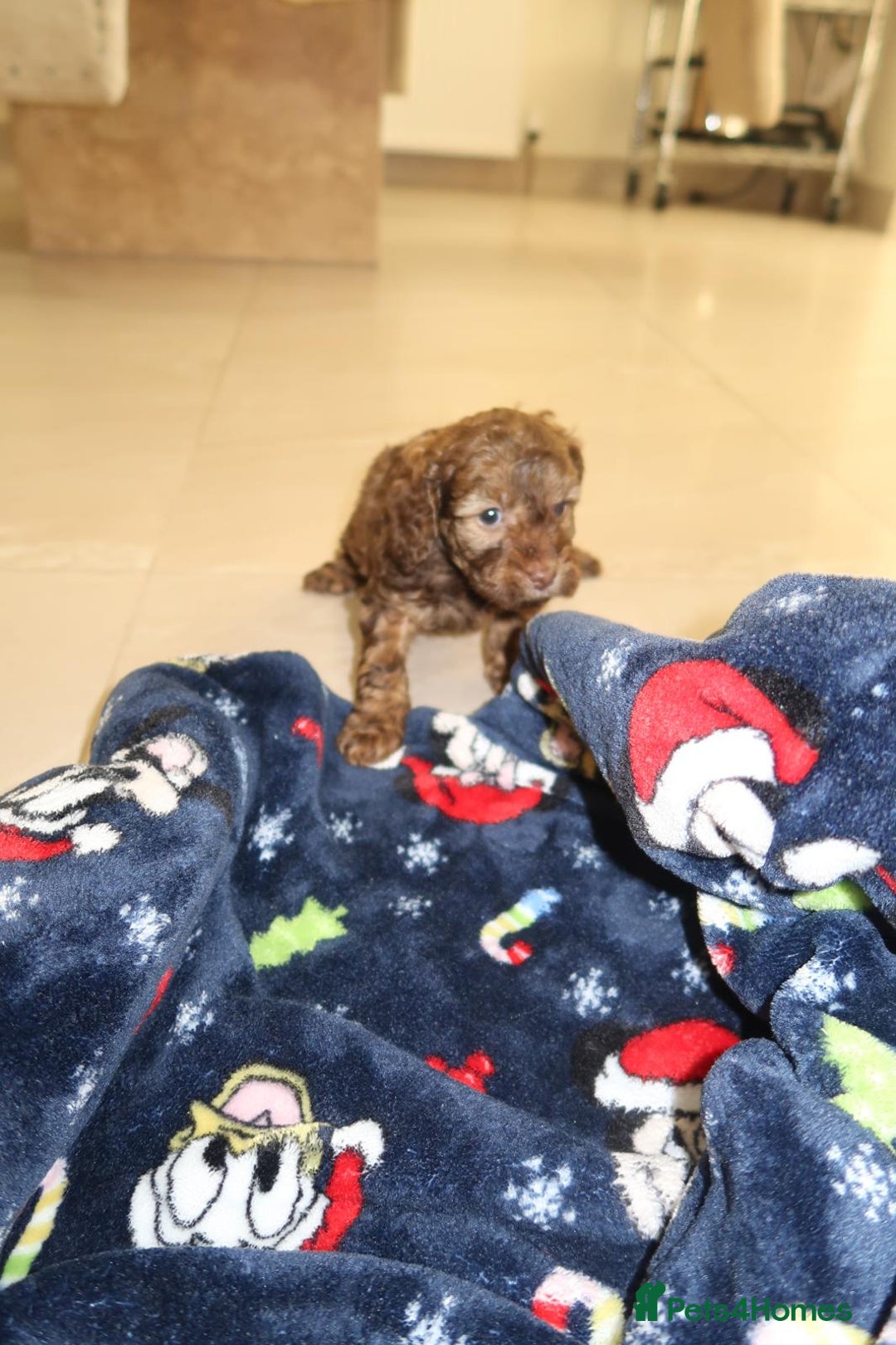 Cockapoo dogs for sale: Beautiful f1b Cockapoo puppy's   - Advert 26