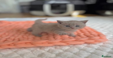 Scottish Fold cats - Advert 13