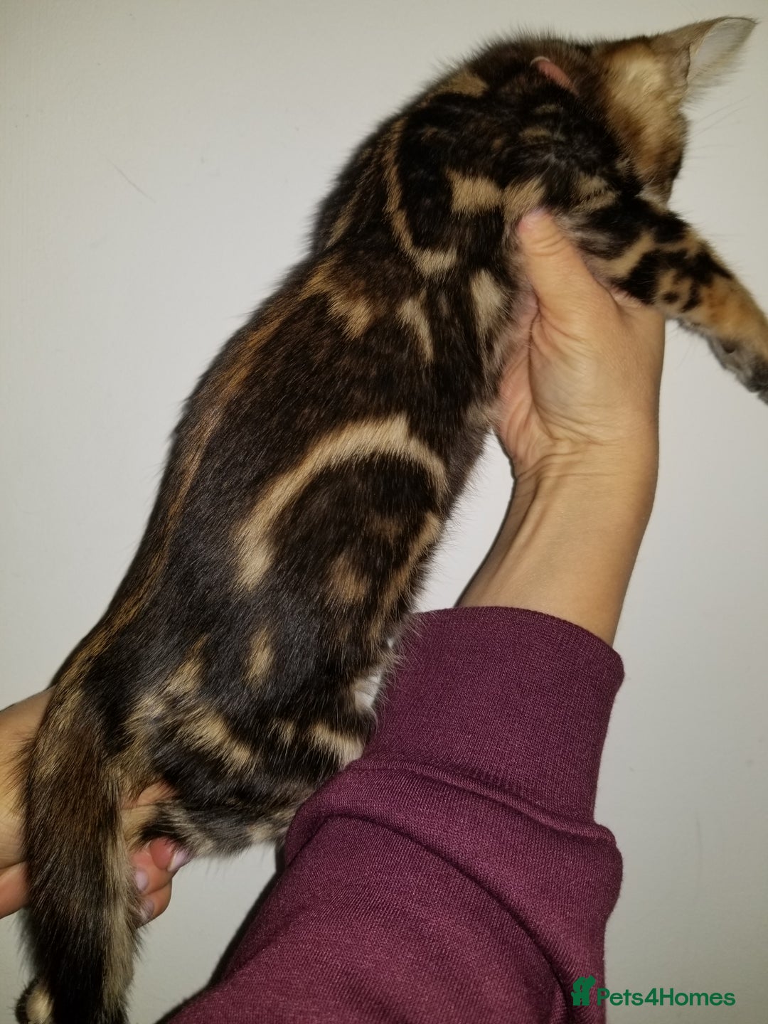 Bengal cats for sale: Top quality pure Marble Bengal kitten available  in Watford - Image 3