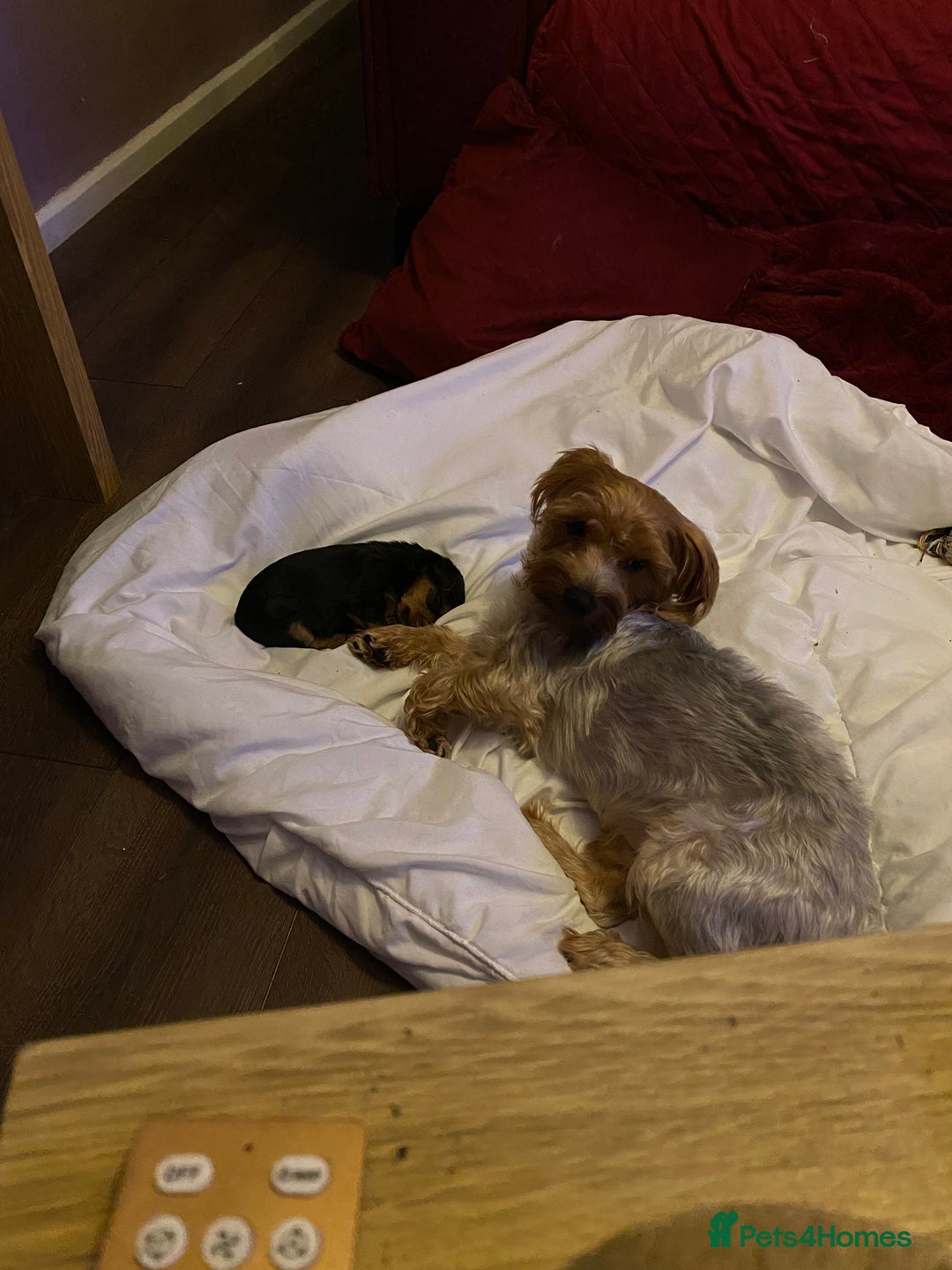 Yorkshire Terrier dogs for sale: 2 Boys 2 Girls Yorkshire Terriers for sale - Advert 11