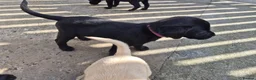 Labrador Retriever dogs for sale: Top Quality KC Registered Labrador Pups - Advert 4