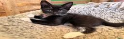Mixed Breed cats for sale: Beautiful Turkish Angora Mix Kittens in Lincoln - Advert 3