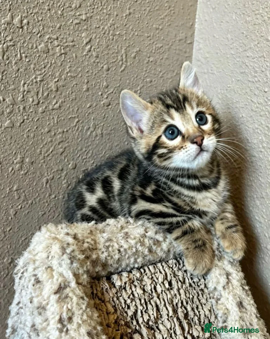 Bengal cats for sale:  Beautiful Bengal Kittens  - Advert 2