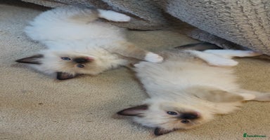 Ragdoll cats - Advert 4