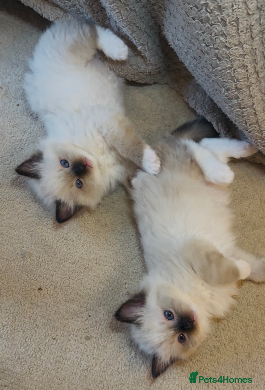 Ragdoll cats for sale: READY SOON!! PUREBRED RAGDOLL KITTENS - Image 4
