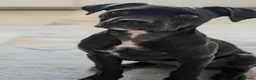 Mixed Breed dogs for sale: 🐾 PEBBLES - The Sweet, Clever Staffy Mix - Advert 7
