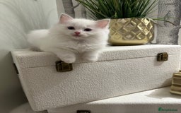 Ragdoll cats for sale: GCCF & TBRCC registered lilac Ragdoll kittens - Image 14