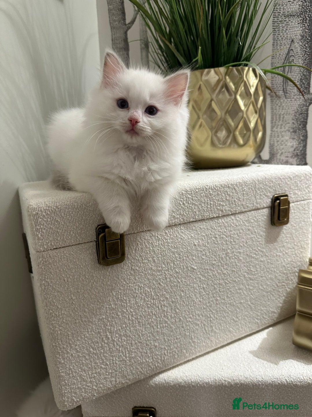 Ragdoll cats for sale: GCCF & TBRCC registered lilac Ragdoll kittens - Image 14
