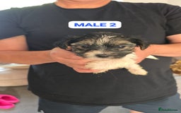 Mixed Breed dogs for sale: FOR SALE (YORKSHIRE TERRIER) - Image 8