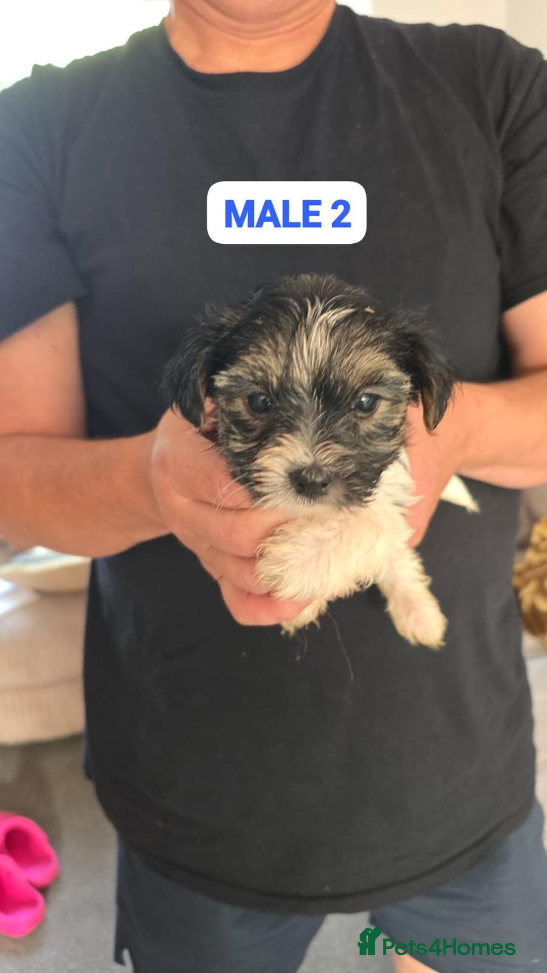 Mixed Breed dogs for sale: FOR SALE (YORKSHIRE TERRIER) - Image 8