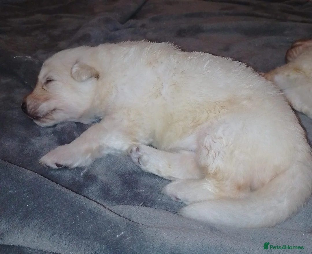 German Shepherd dogs for sale: White long coat straight back German Shepherd pups - Advert 12