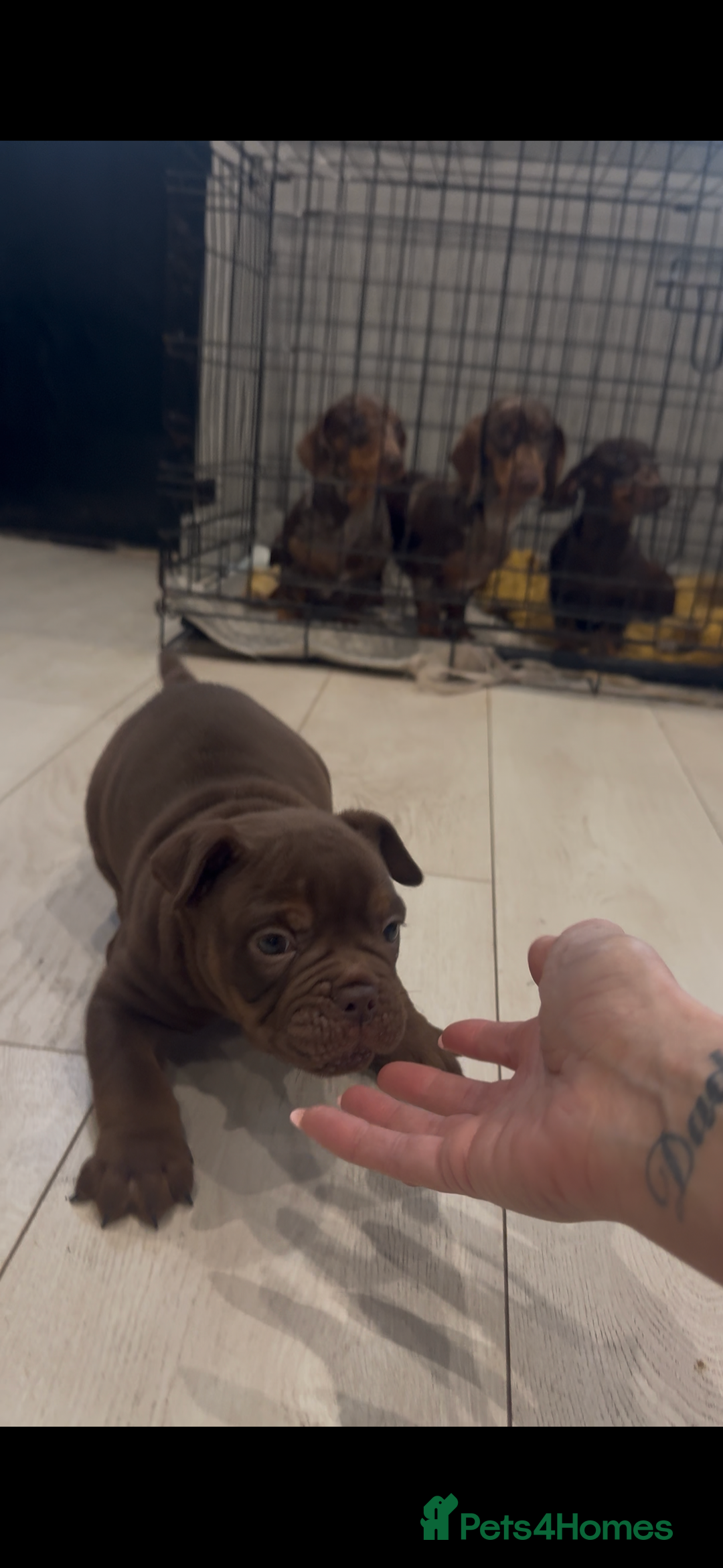 Olde English Bulldogge dogs for sale: Top quality olde English bulldogs - NEBBER REG - Advert 14