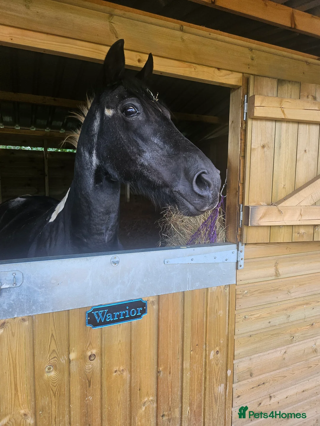 Other Breed horses for sale: Piebald gelding - Advert 8