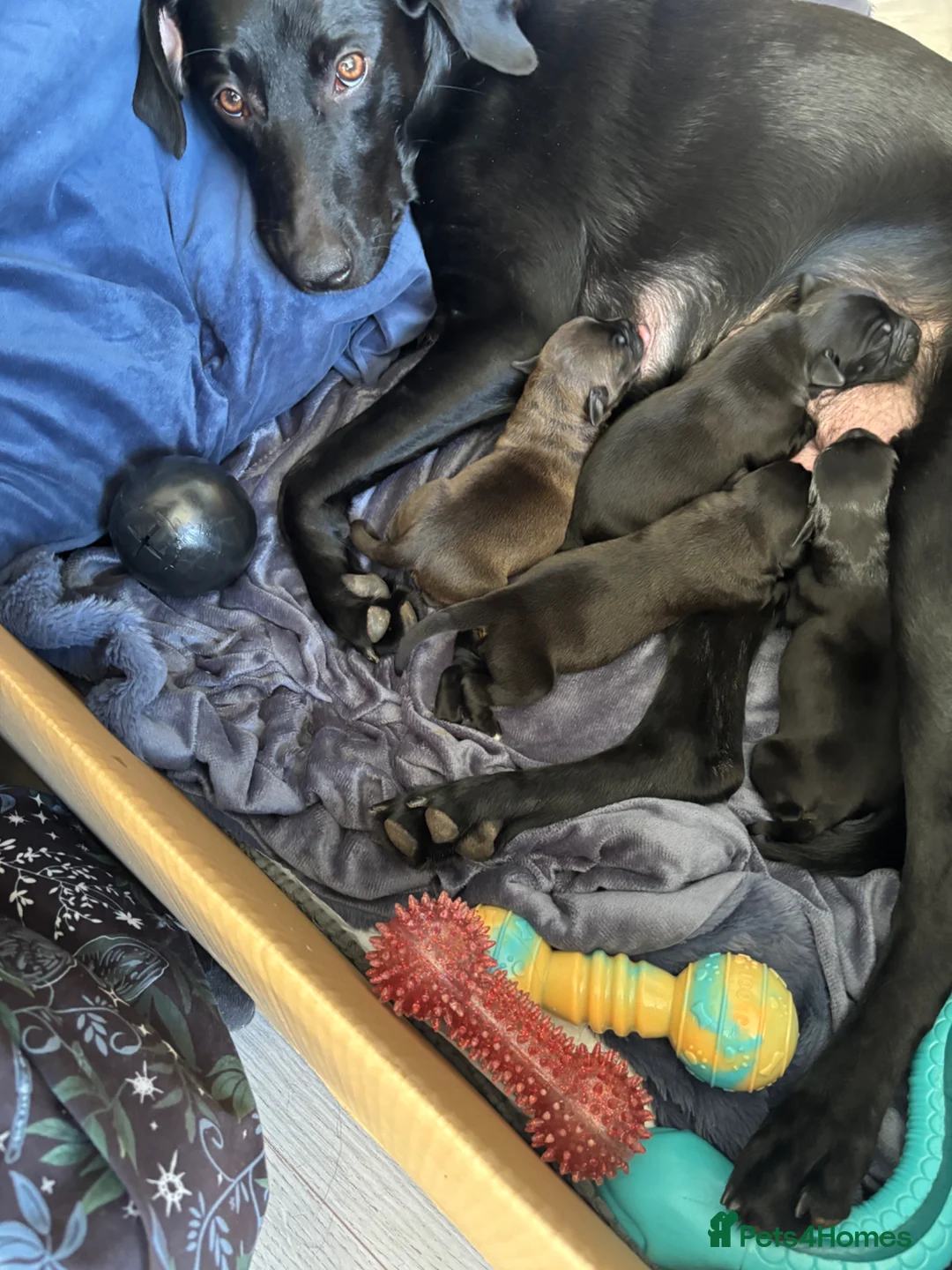 Mixed Breed dogs for sale: Boxador Puppies  in Dundee - Advert 2
