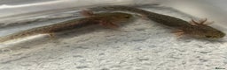 Axolotl reptiles for sale: Axolotl - Advert 23