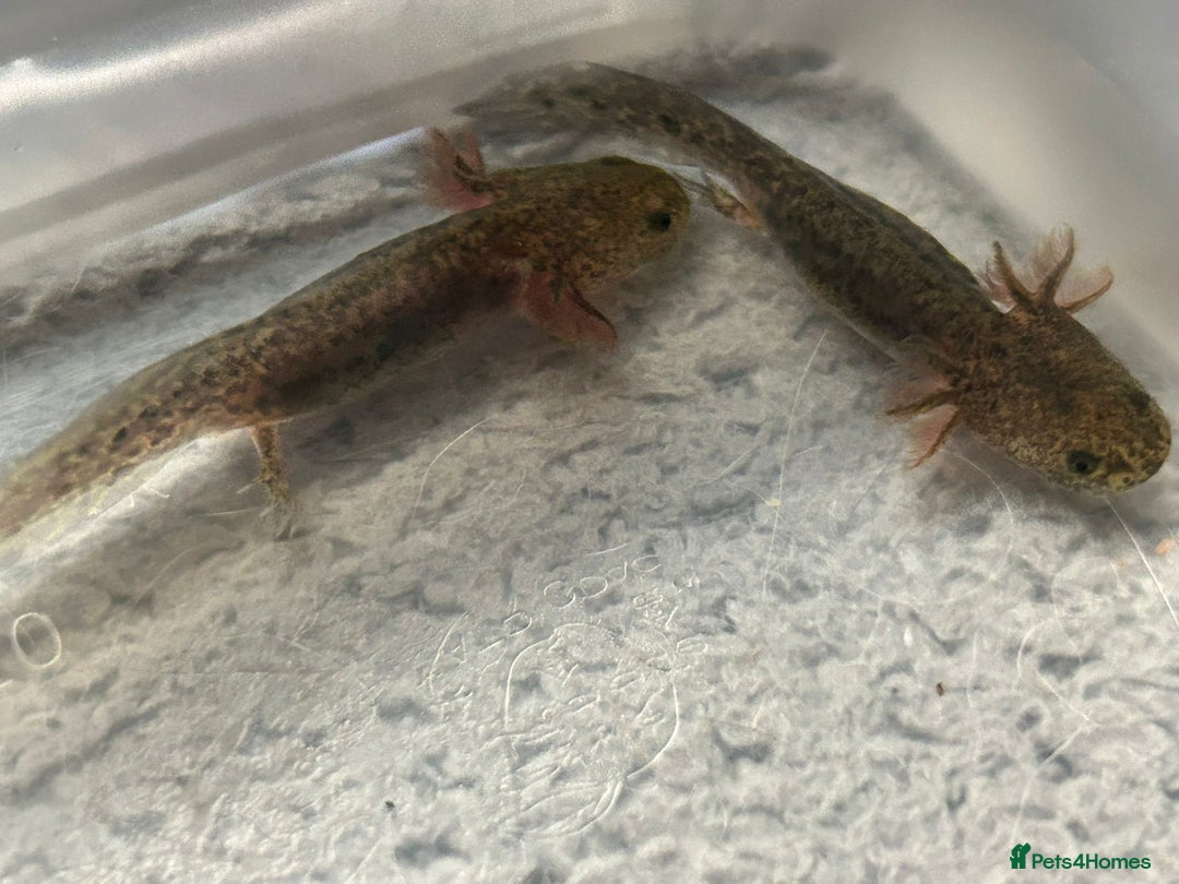 Axolotl reptiles for sale: Axolotl - Advert 23