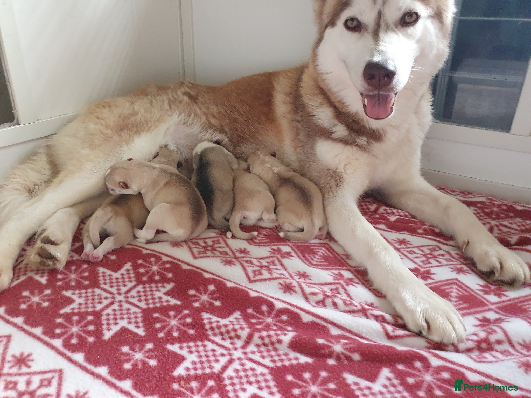 Siberian Husky dogs for sale: KC REG MIXED LITTER 5* BREEDER ON THIS SITE - Advert 1