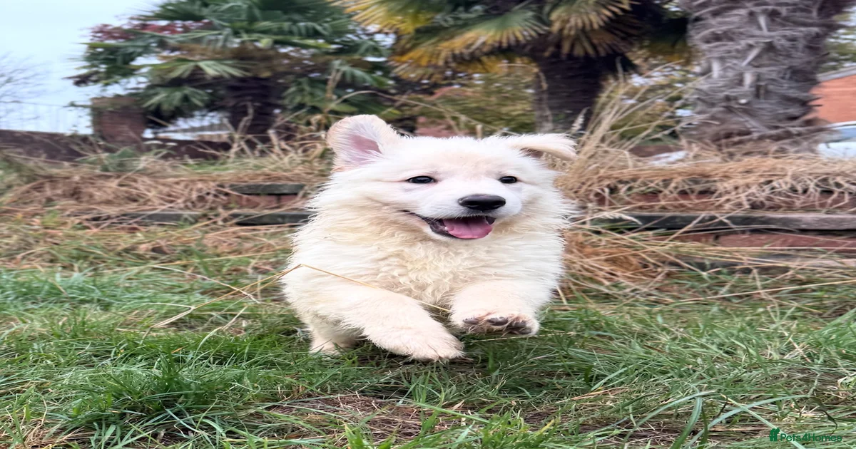 German Shepherd Puppies for sale in Tadley, Hampshire | Pets4Homes