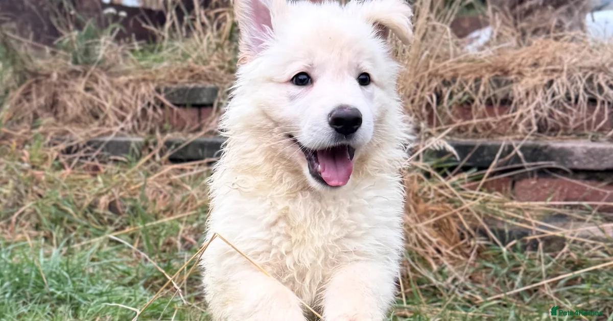 True Prussian Color German Shepherd Puppies for sale in Tadley, Hampshire | Pets4Homes