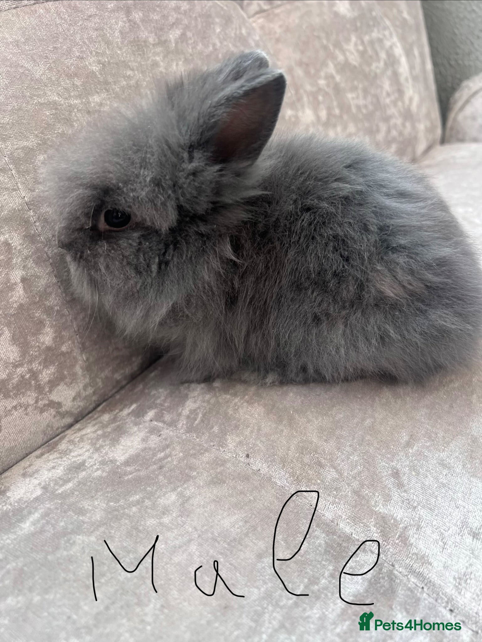 Lionhead rabbits Double Lionhead baby rabbits  - Advert 1