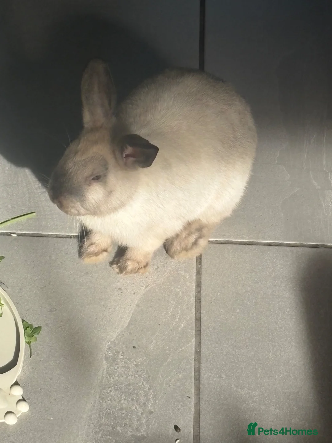 Harlequin rabbits for sale: Beautiful harlequin female rabbit  - Advert 2