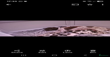 English Springer Spaniel dogs - Advert 14