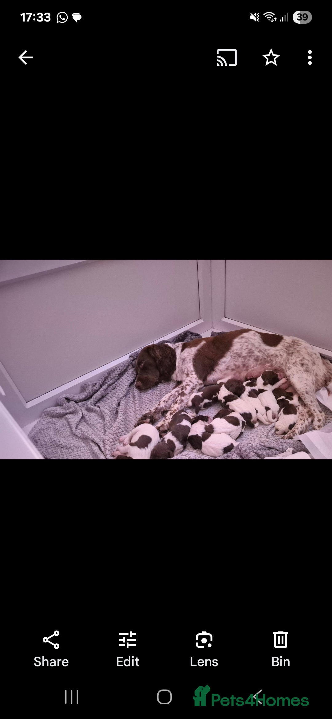 English Springer Spaniel dogs for sale: Springer spaniel puppies - Image 2