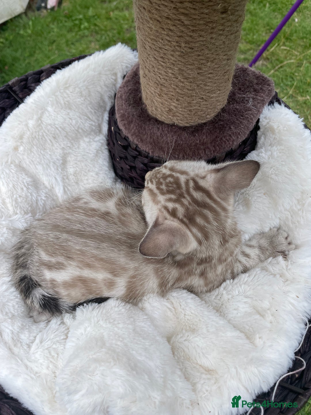 Bengal cats for sale: 3 Pure Bengals left  - Image 3