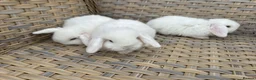 Mini Lop rabbits for sale: Blue eyed white mini lops. - Advert 6