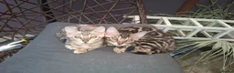 Bengal cats for sale: Show Quality Bengal Kittens – 5★ Licensed Cattery - Advert 10