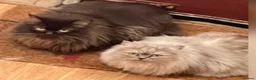 Persian cats for sale: Ready to goBeautiful Persian Kittens for Sale 🐾 in Bristol - Advert 4