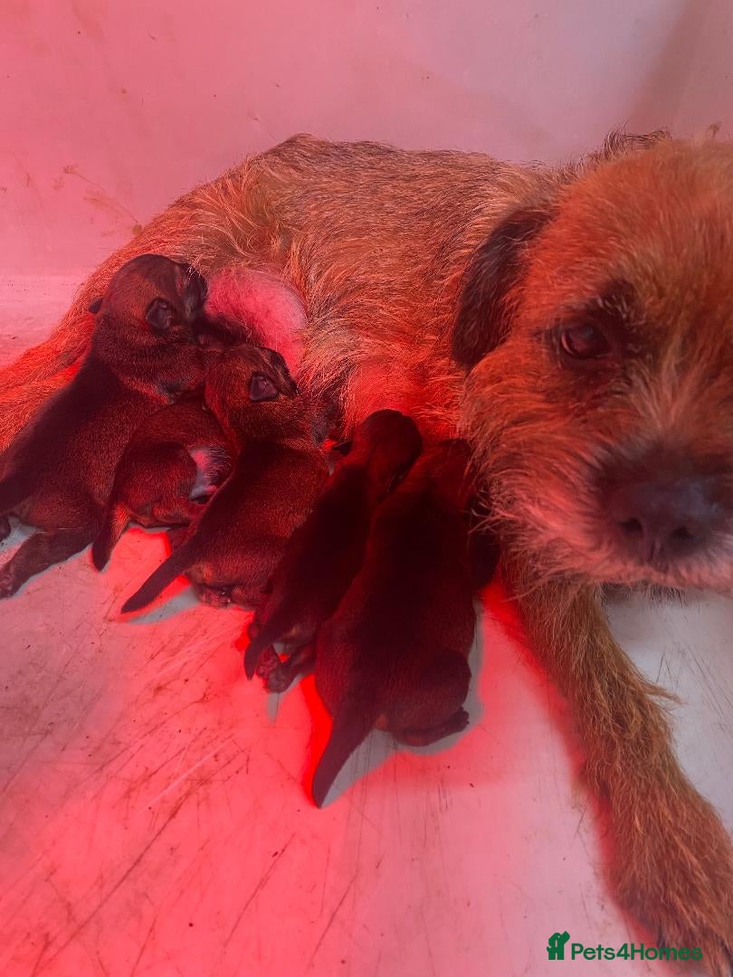 Border Terrier dogs Beautiful Border Terrier puppies for sale - Advert 4