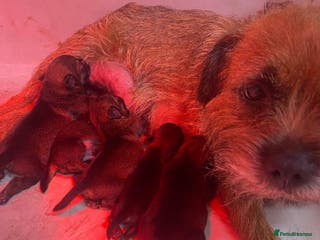 Border Terrier dogs Beautiful Border Terrier puppies for sale - Advert 5