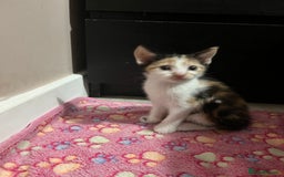 Mixed Breed cats for sale: Beautiful kittens - Image 11