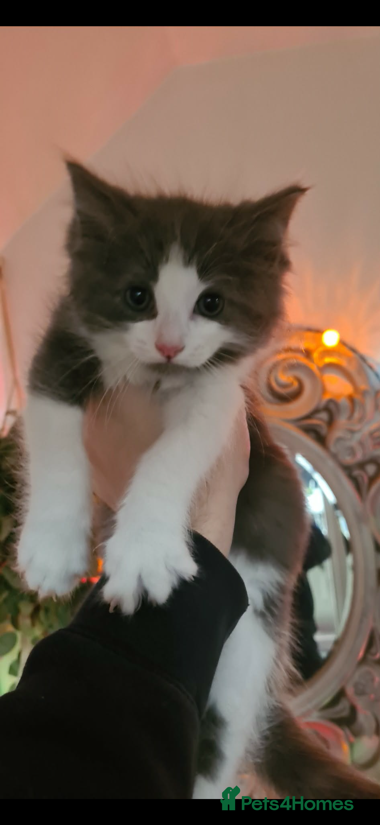 Ragdoll cats Stunning ragdoll x kittens 1 left ready now  - Advert 9