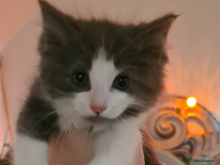 Ragdoll cats Stunning ragdoll x kittens 1 left ready now - Advert 9