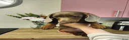 Dachshund dogs for sale: Cute little dachshund girl - Advert 5
