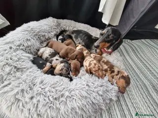 Miniature Dachshund dogs Miniature dachshund puppies - Advert 1