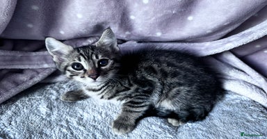 Mixed Breed cats - Advert 5