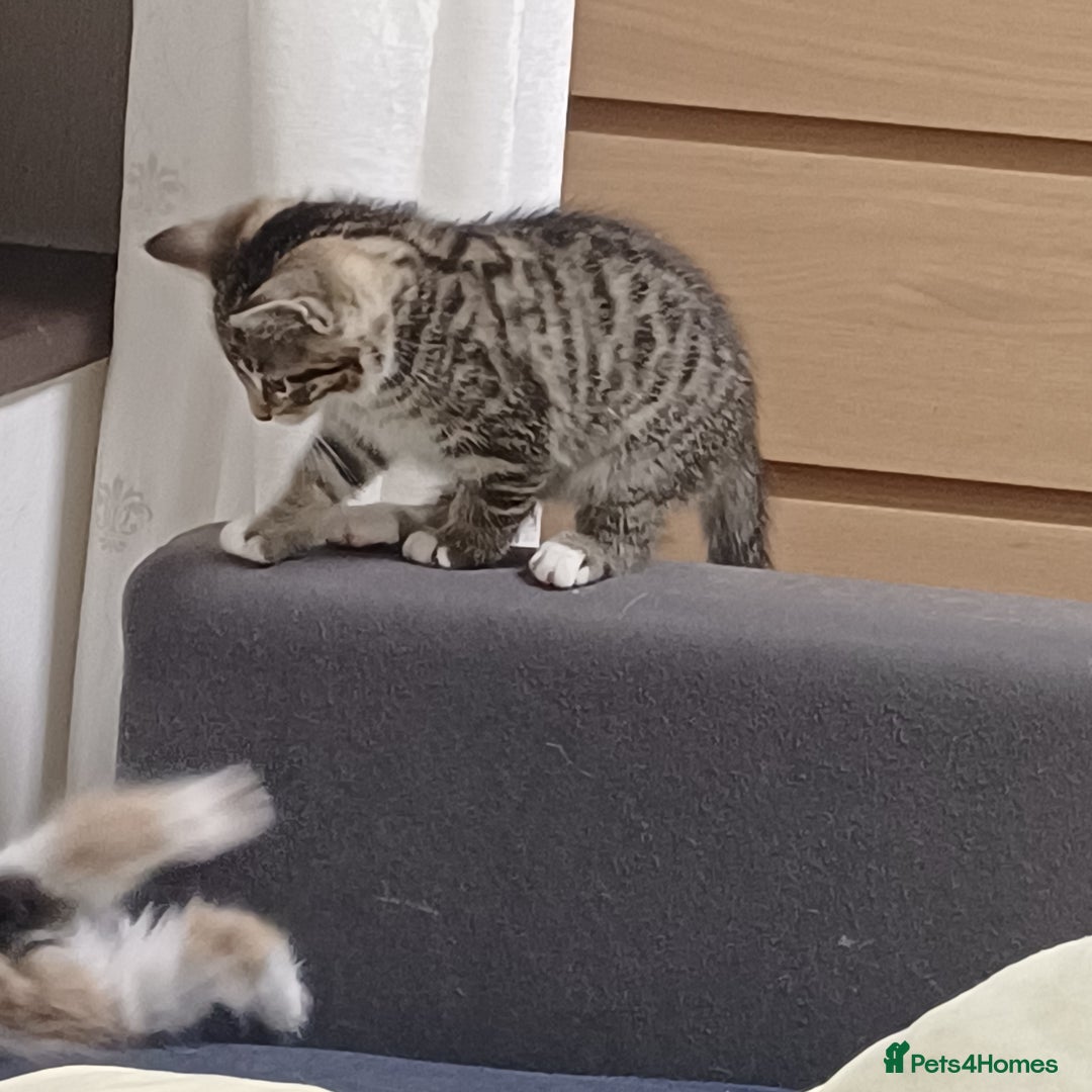 Mixed Breed cats for sale: Lovely kittens😻😻😽😽❤️ - Advert 4