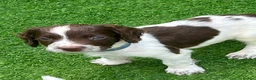 English Springer Spaniel dogs for sale: KC REg' English Springer Spaniel Pups for sale - Advert 6