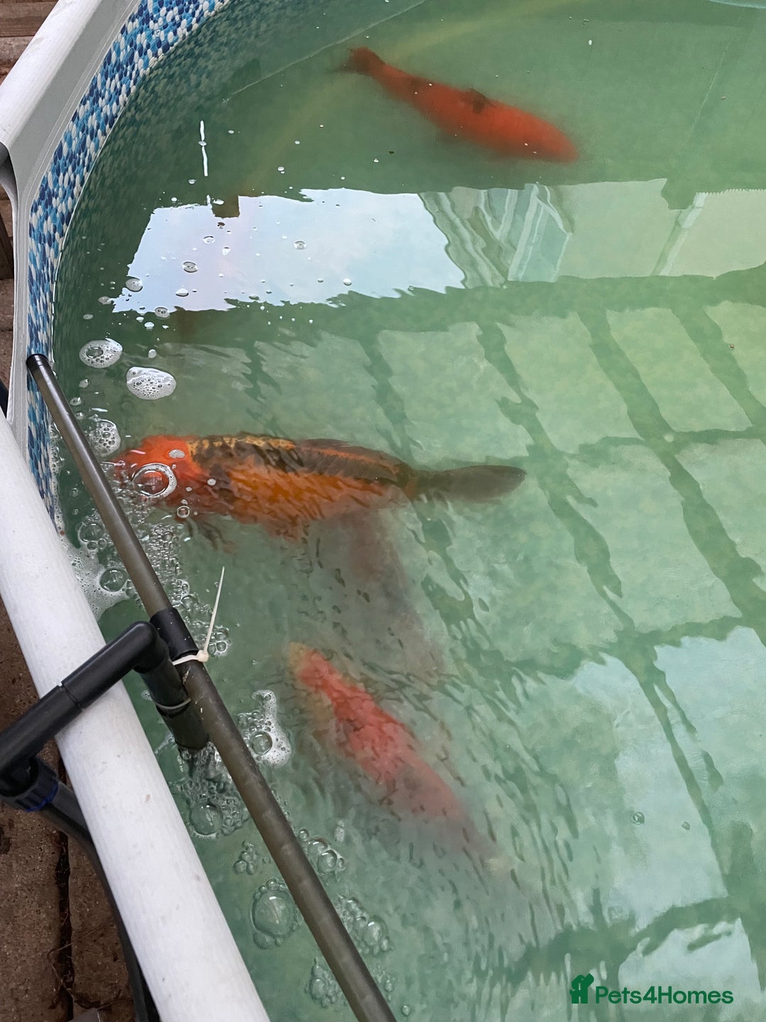 Koi Carp fish for sale: 16-20inch Koi carp  - Image 2