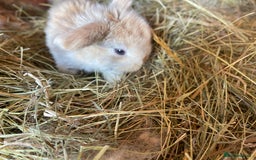 Mini Lop rabbits for sale: Gorgeous mini lop bunnies - Image 2